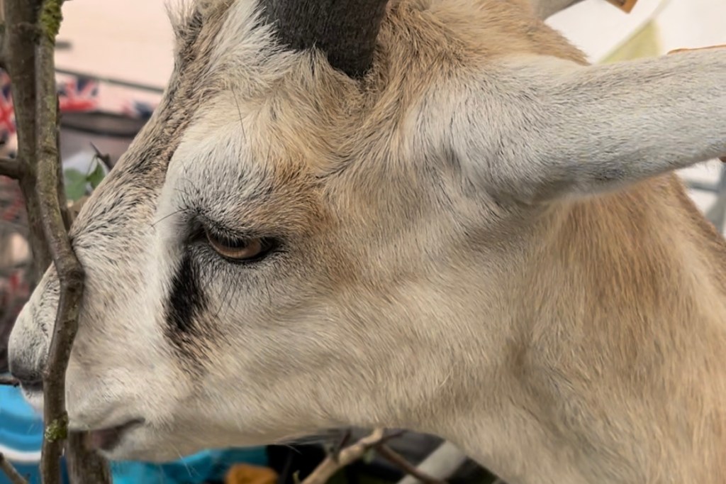 Radio: 2024 Lincolnshire&nbsp;Show